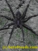 /home//u458753944/public_html/sourcegallery////////////////////////////////////Insects and small critters/spiders and kin (Arachnida)/P8031002.JPG